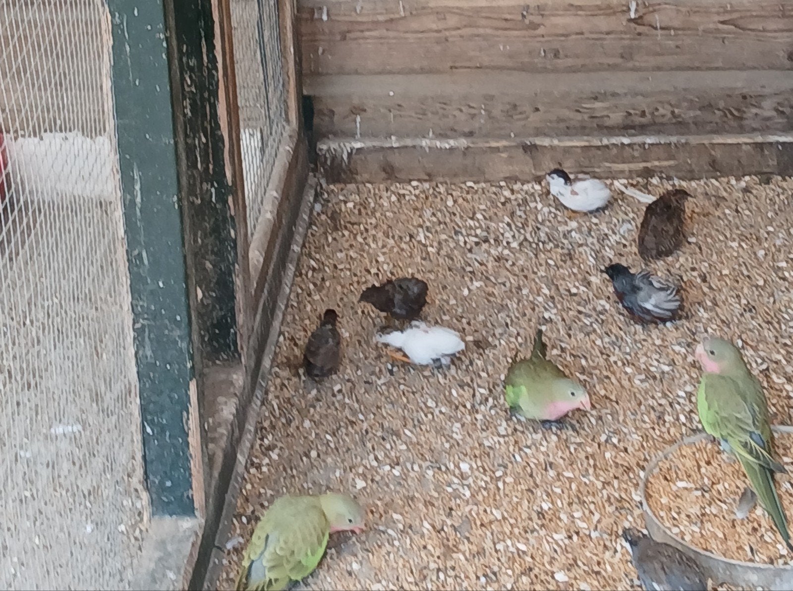 te koop diverse koppels Chinezen dwergkwartels, Meerdere dieren
