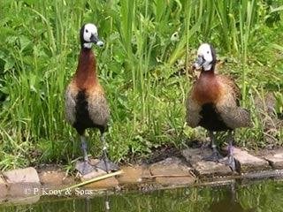 Siereenden Ganzen en  zwanen, Dieren en Toebehoren, Pluimvee, Meerdere dieren, Eend