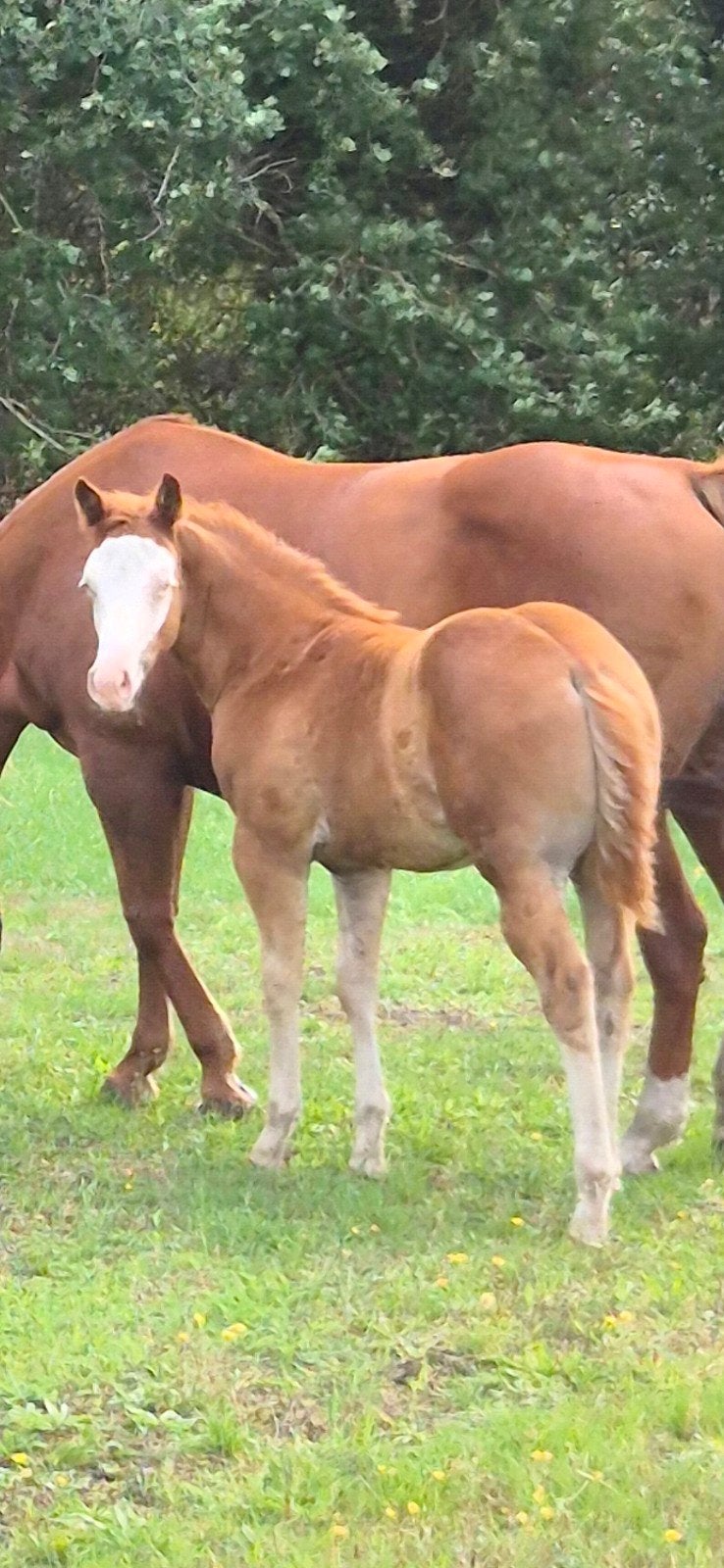 Quarter Horse MerrieVeulen en Quarter X  Hengstveulen, Dieren en Toebehoren, Paarden, Merrie, Minder dan 160 cm, 0 tot 2 jaar