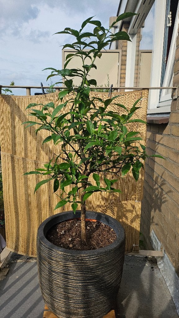 Yuzu citrusboompje 80cm, Overige soorten, Minder dan 100 cm, Zomer, Ophalen