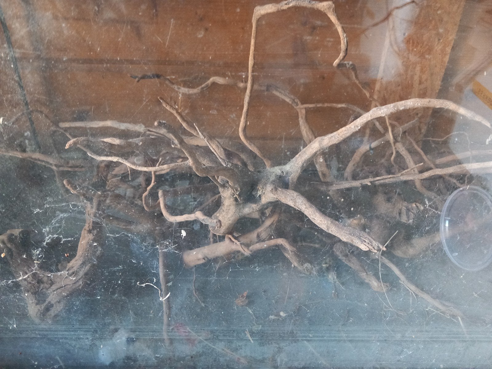Spiderwood voor het aquarium, Dieren en Toebehoren, Ophalen of Verzenden, Gebruikt, Plant(en), Steen of Hout