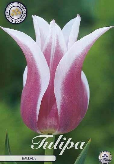 Tulp Lilyflowering Ballade - 7 stuks, maat 12/+, Ophalen of Verzenden, Najaar, Volle zon, Bloembol