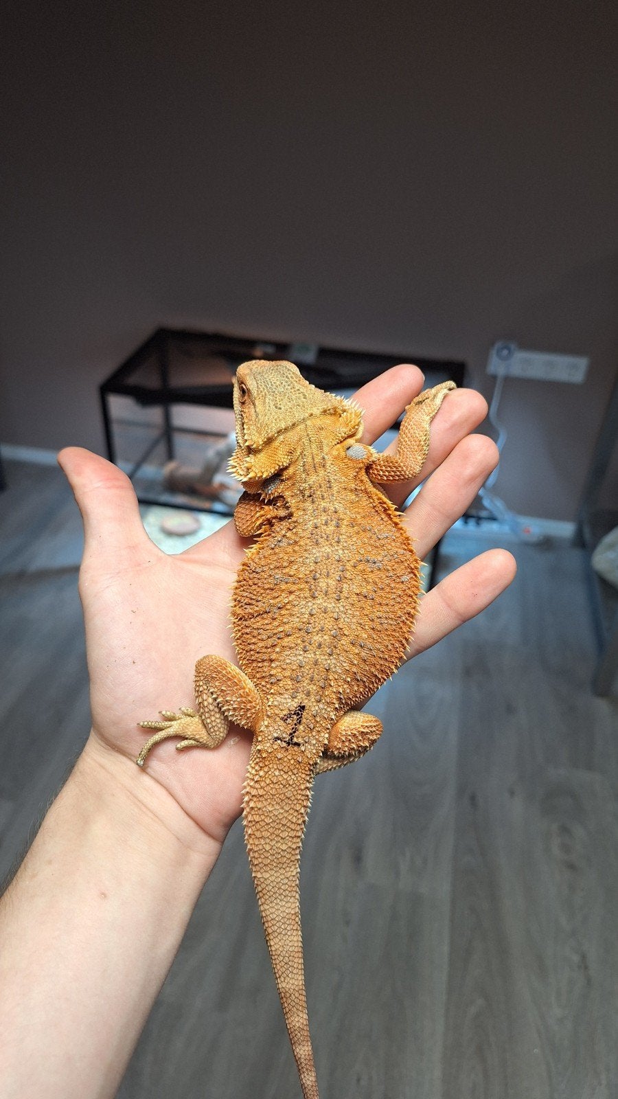 hypo red baardagame 2026, Dieren en Toebehoren, Reptielen en Amfibieën, Slang, 0 tot 2 jaar