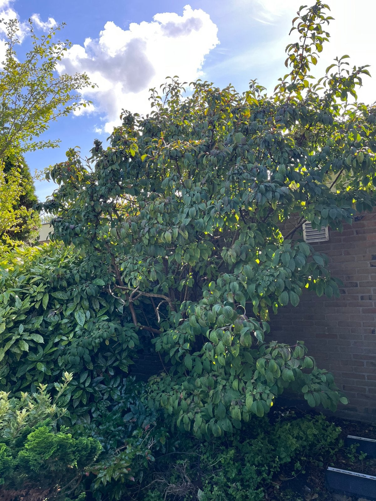 Viburnum boom, Tuin en Terras, Ophalen, Halfschaduw, Overige soorten