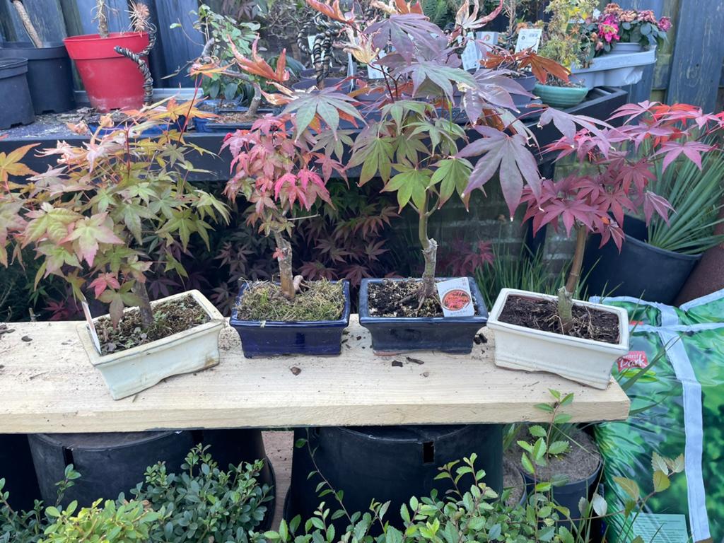 Japanse Esdoorn Bonsai -  NU €20 per stuk,, Tuin en Terras, Planten | Tuinplanten, Overige soorten, Vaste plant, Ophalen of Verzenden