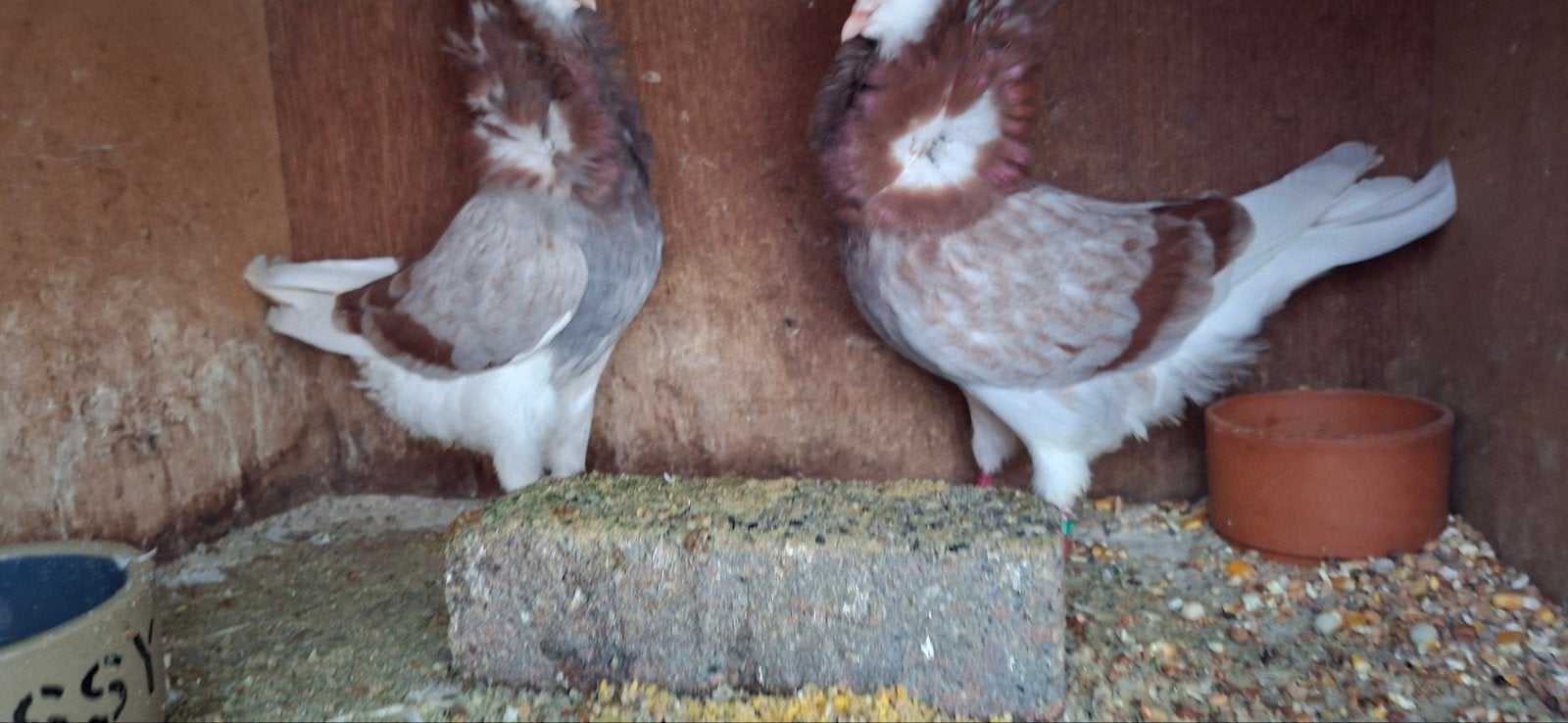 te koop sierduiven Oudhollands kapucijnen duiven, Meerdere dieren, Overige soorten