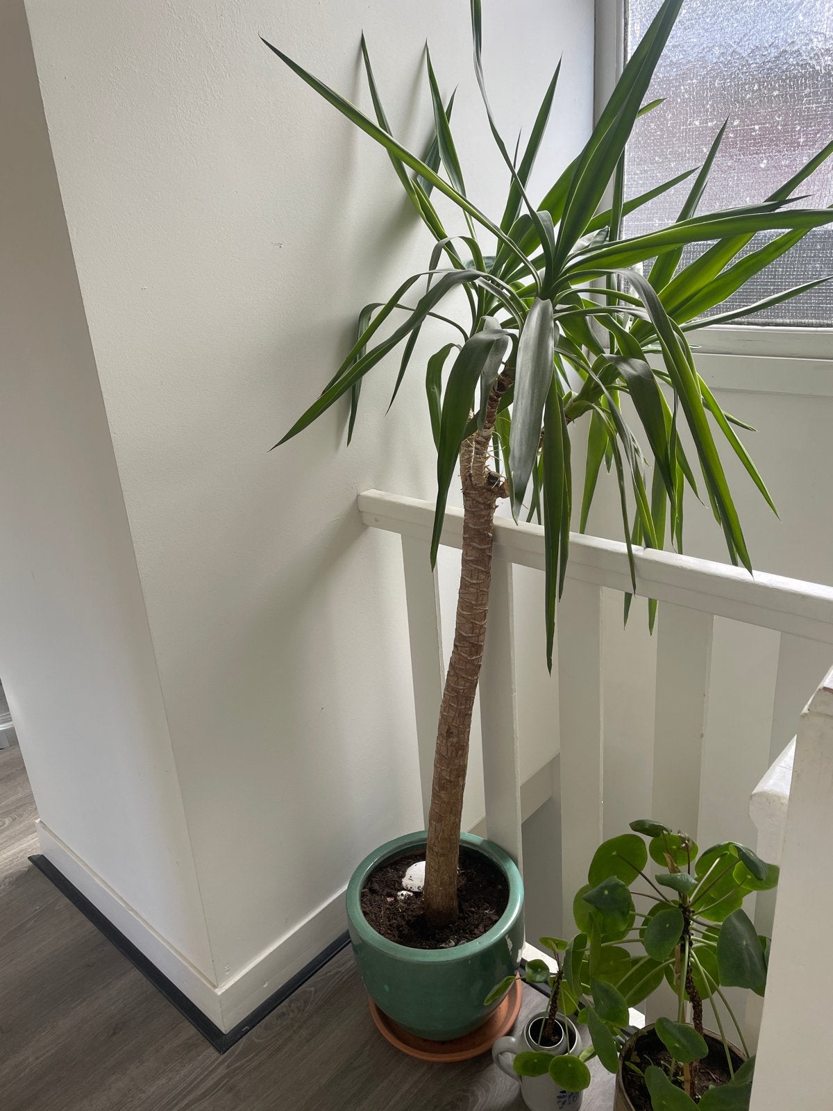 Grote Yucca kamerplant in pot, Ophalen, In pot, Yucca, 150 tot 200 cm