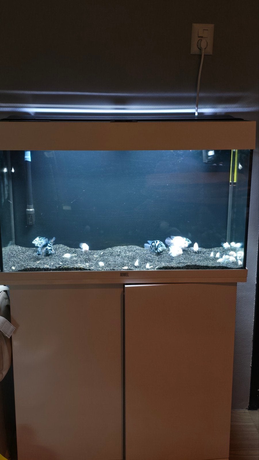 5 Koppel platinum en blue polars (inc jonge vissen), Vis
