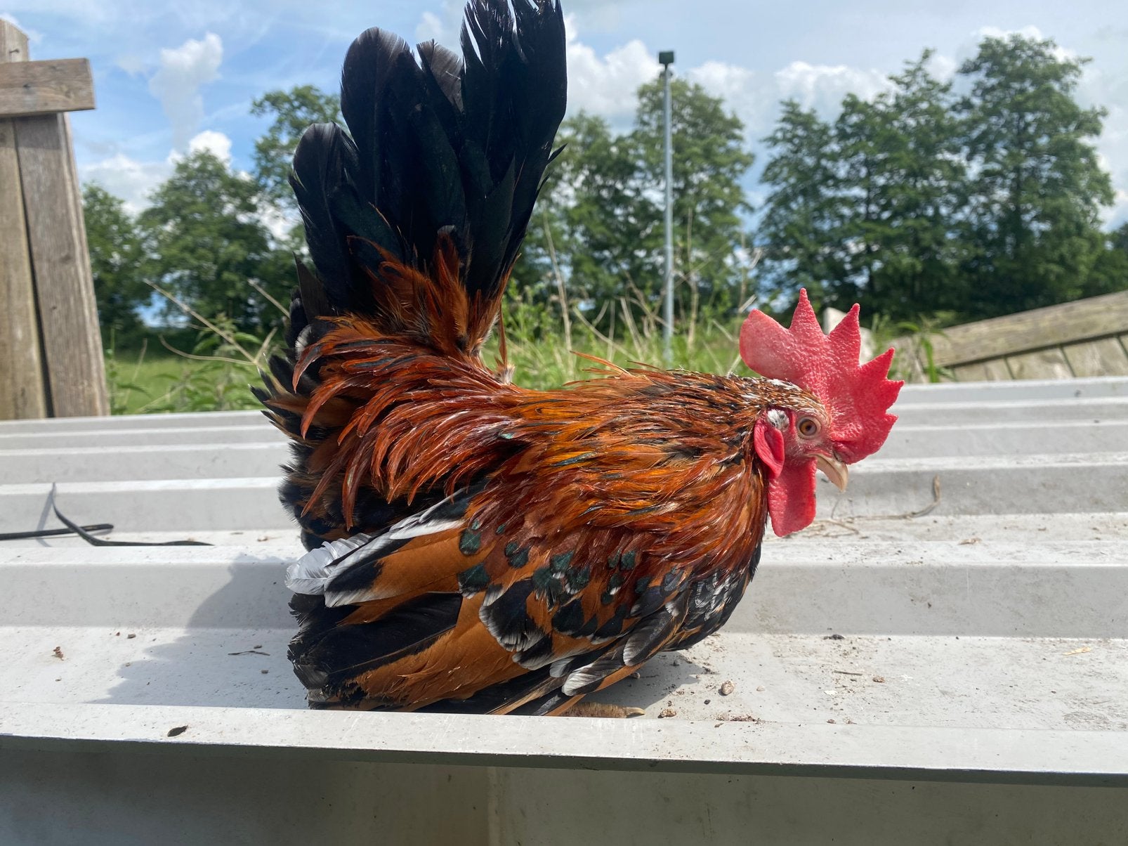 Trio chabo porselein/gepareld, Dieren en Toebehoren, Pluimvee, Meerdere dieren, Kip