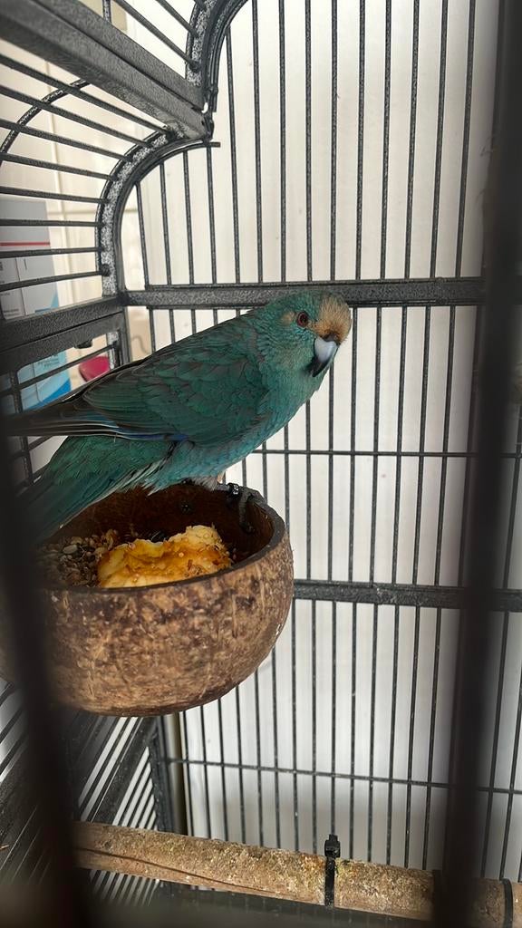 Kakarikie en catarina soorten met kooi tam, Dieren en Toebehoren, Vogels | Parkieten en Papegaaien, Meerdere dieren, Parkiet, Tam