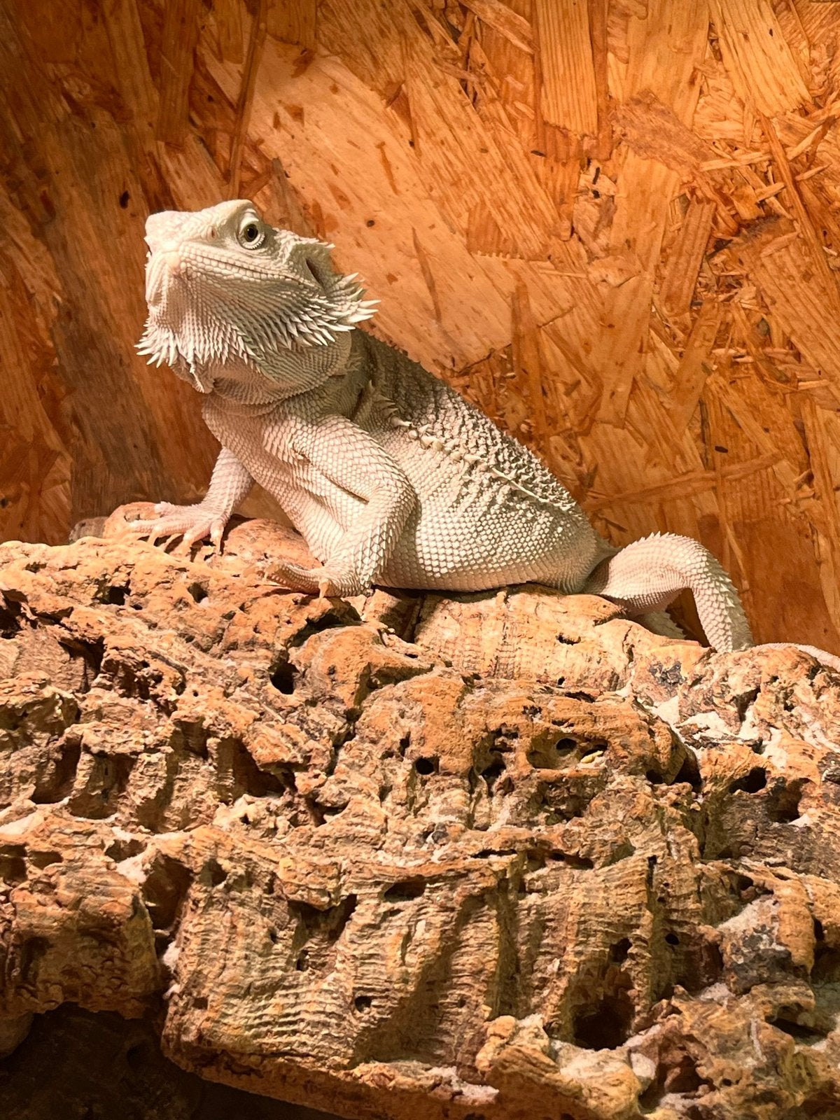 Baardagaam te koop Bearded Dragon photo 6