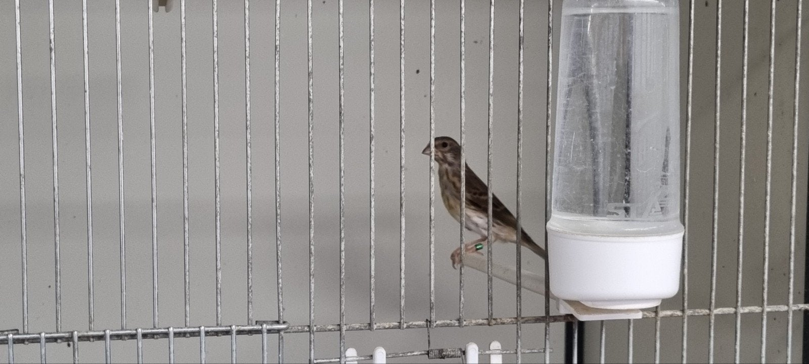 Bastaard Edelzanger man, Mannelijk, Tropenvogel, Geringd