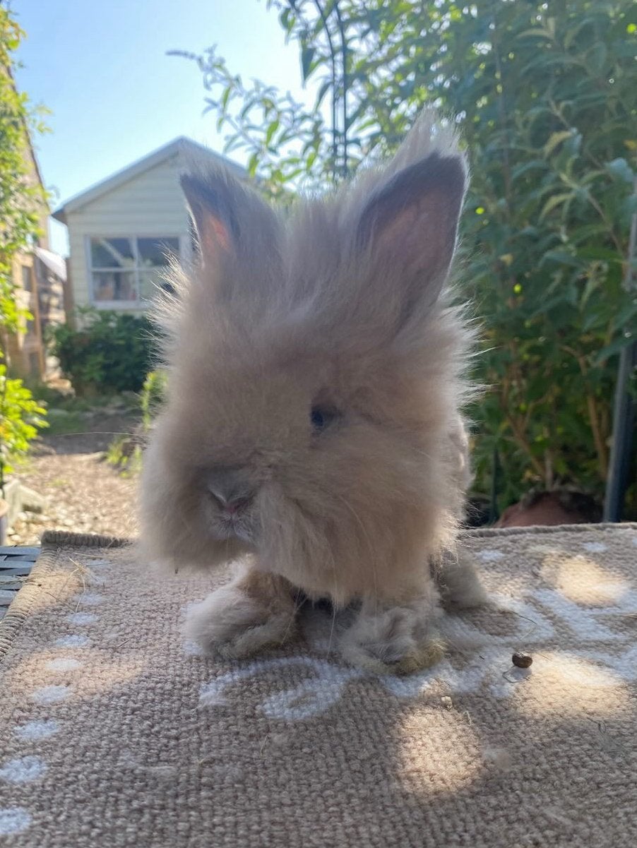 Prachtige raszuivere engelse angora voedster, Vrouwelijk, Middelgroot, 0 tot 2 jaar