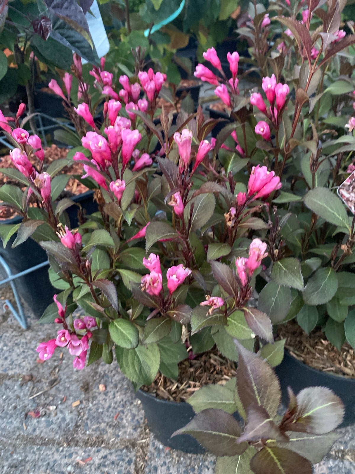 Weigela florida 'Nana Purpurea' - Compacte roze bloeier, Volle zon, Vaste plant, Lente, Ophalen