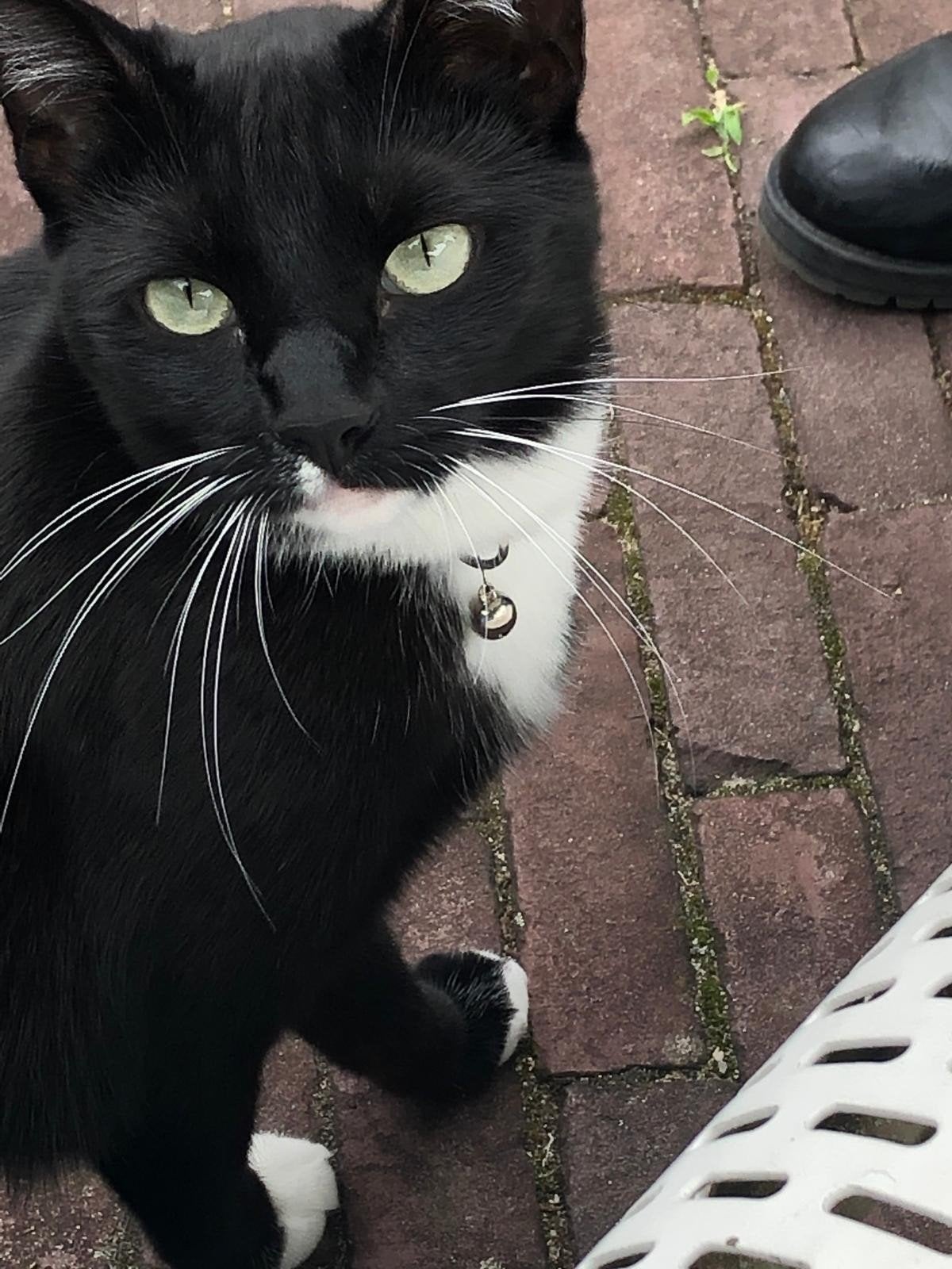 poes vermist, zwart, v. wassenaer hoffmanplein Voorburg