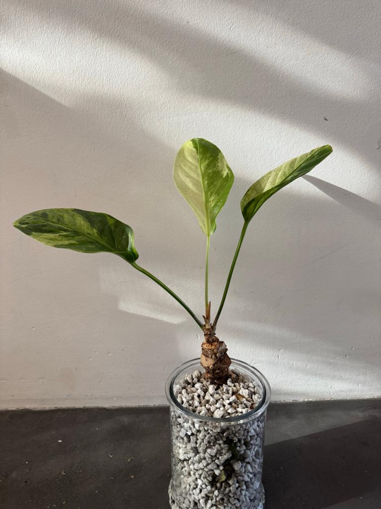 Anthurium Hookeri variegated, Ophalen of Verzenden, Halfschaduw, Minder dan 100 cm