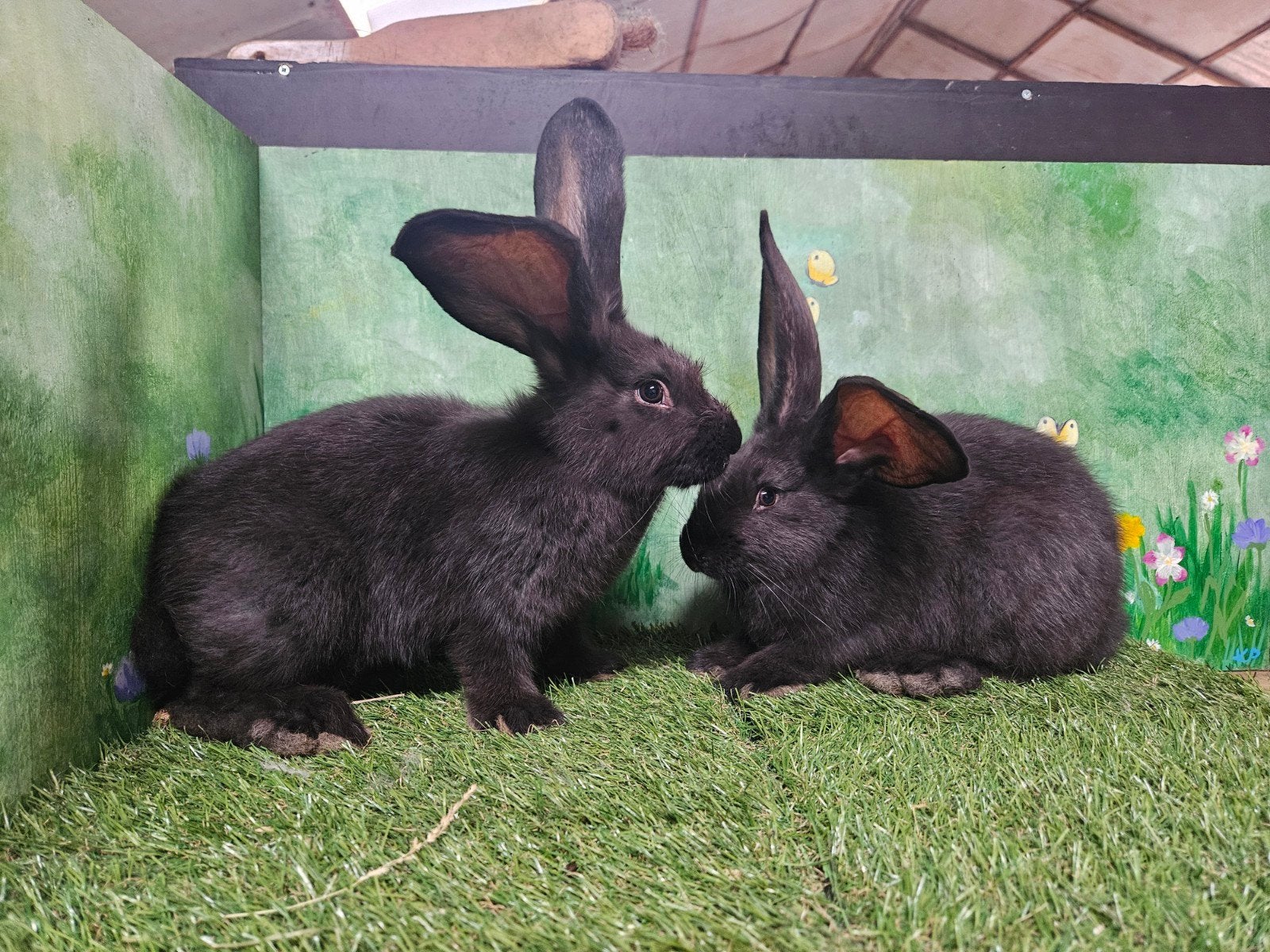 Te koop vlaamse reuzen., Dieren en Toebehoren, Konijnen, Vrouwelijk, Groot, 0 tot 2 jaar