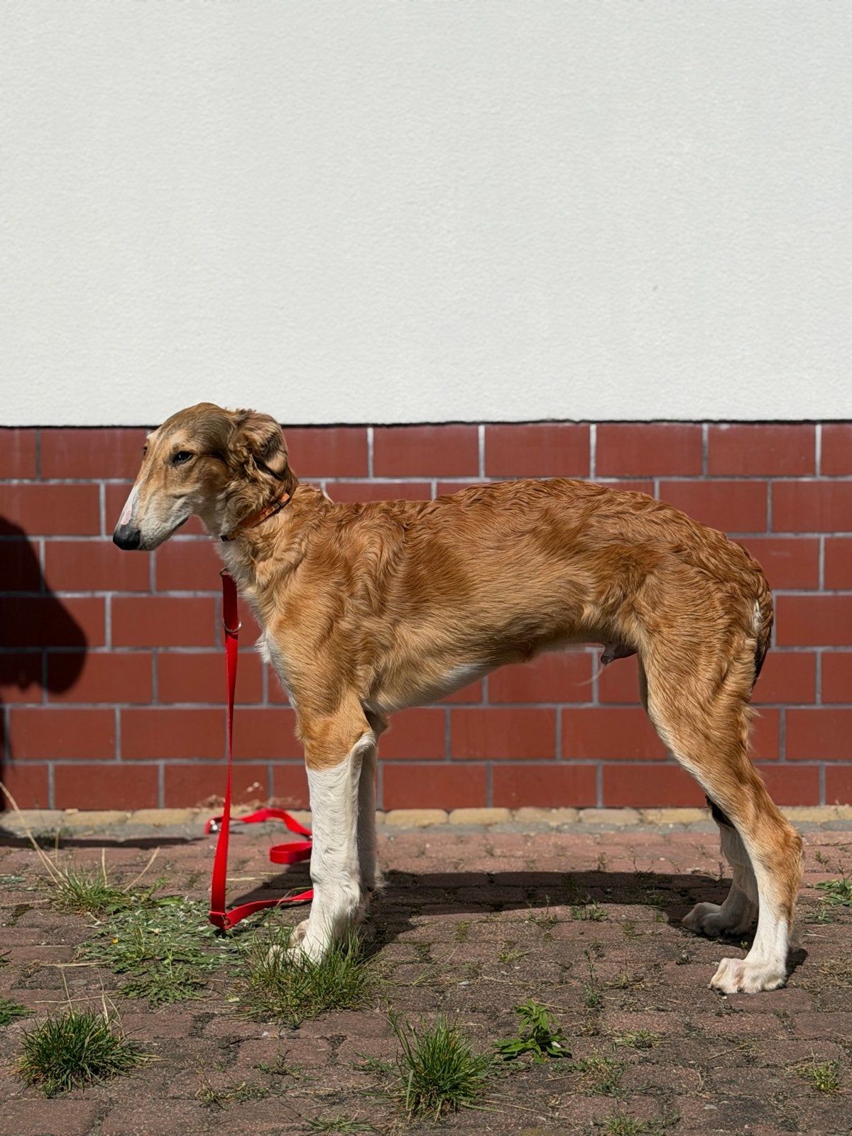 Borzoi puppy’s windhonden Borzoi, 15 weken tot 1 jaar, Overige rassen, Meerdere, Meerdere dieren
