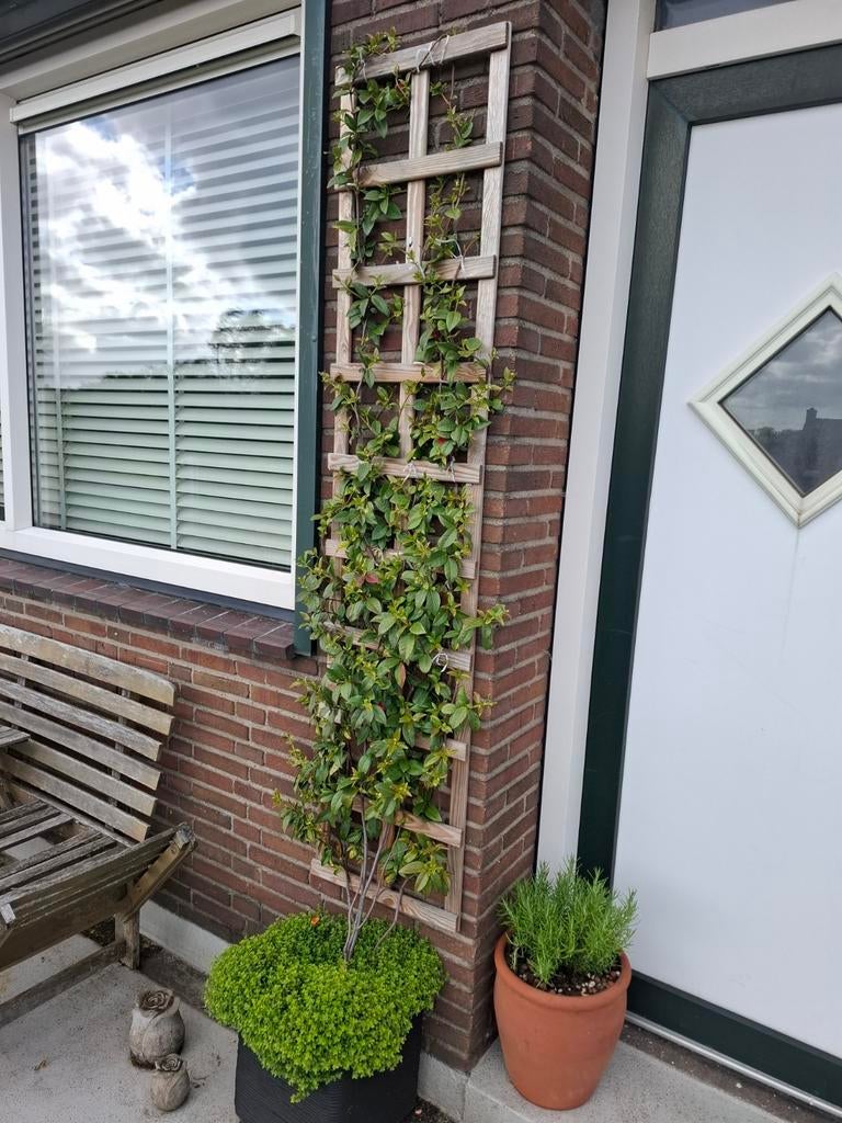 Toscaanse Jasmijn, Tuin en Terras, Planten | Bomen, Ophalen, Volle zon, Overige soorten, 100 tot 250 cm
