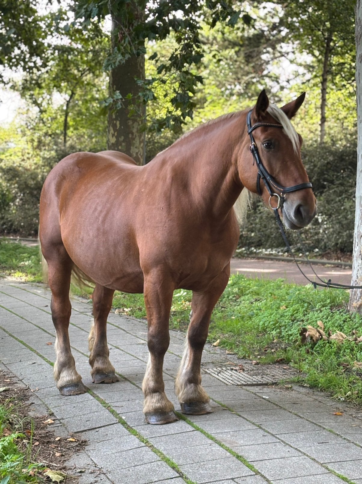 Lotus – Nuchter, sociaal en gek op buitenritten, Merrie, Minder dan 160 cm, B, 3 tot 6 jaar