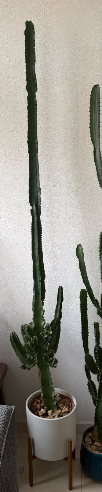 Grote Euphorbia Cactus - 200 cm of meer, Ophalen, 200 cm of meer, In pot, Cactus