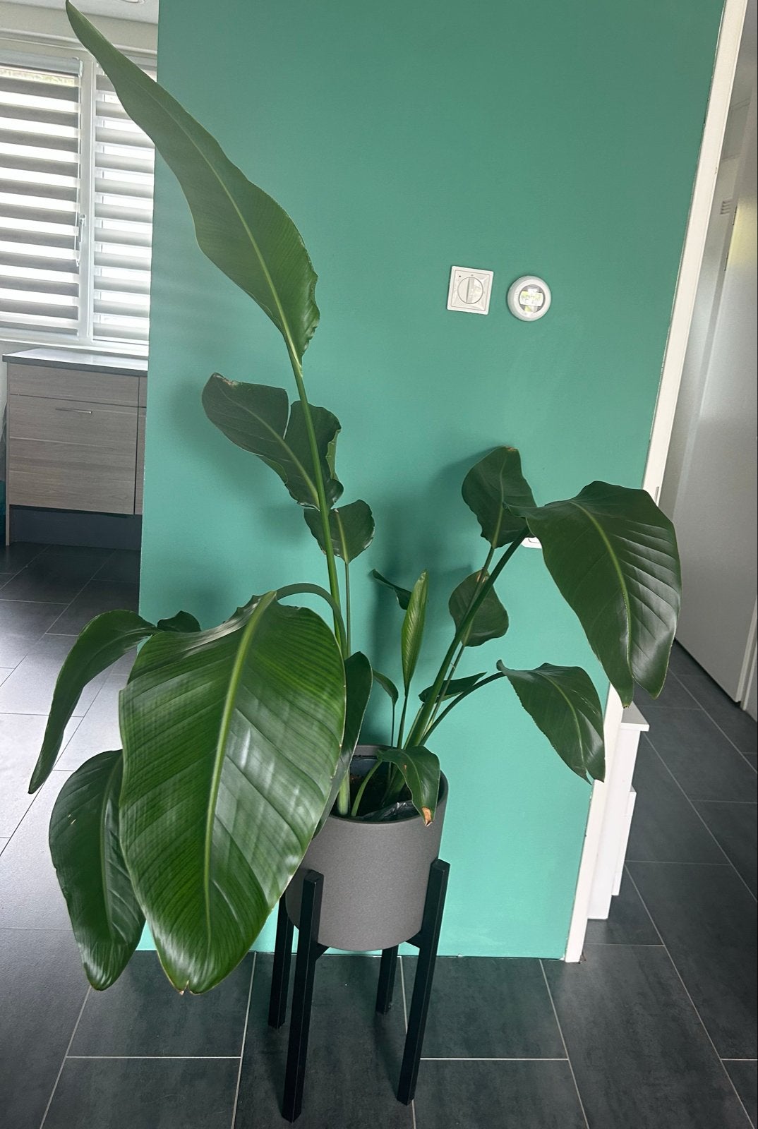 Strelitzia plant wegens verhuizing te koop, Vaste plant, Bloeit niet, Halfschaduw, Ophalen