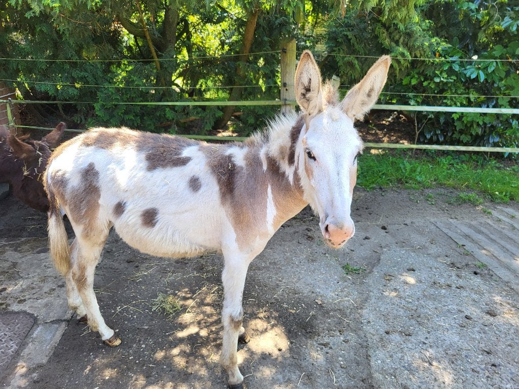 Ezel Ezelstute zu verkaufen , gescheckt mit Pass, Dieren en Toebehoren, Maart, Vrouwelijk