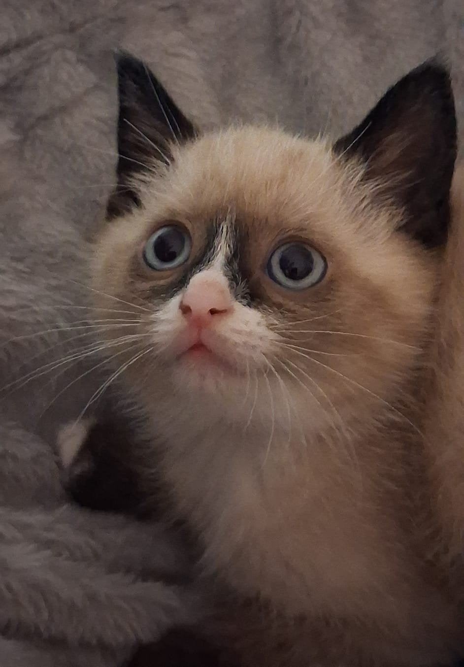mooie kitten, Dieren en Toebehoren, Kater, Ontwormd