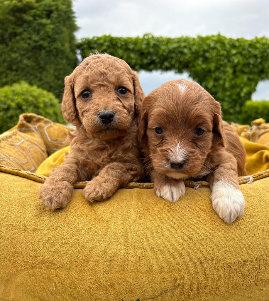 Labradoodle mini pups, Nederland, Overige rassen, 8 tot 15 weken, Meerdere