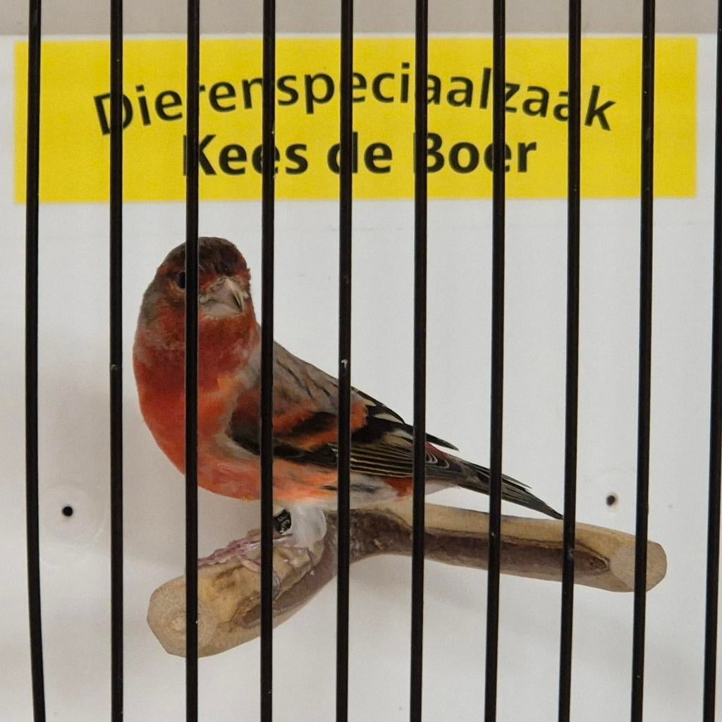F1 kapoetsensijs x kanarie bastaard Goede zanger, Dieren en Toebehoren, Mannelijk, Wildzangvogel, Geringd