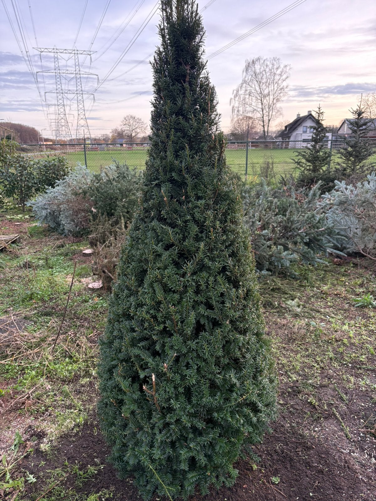 Taxus piramides 2 mtr, Tuin en Terras, Ophalen, Taxus