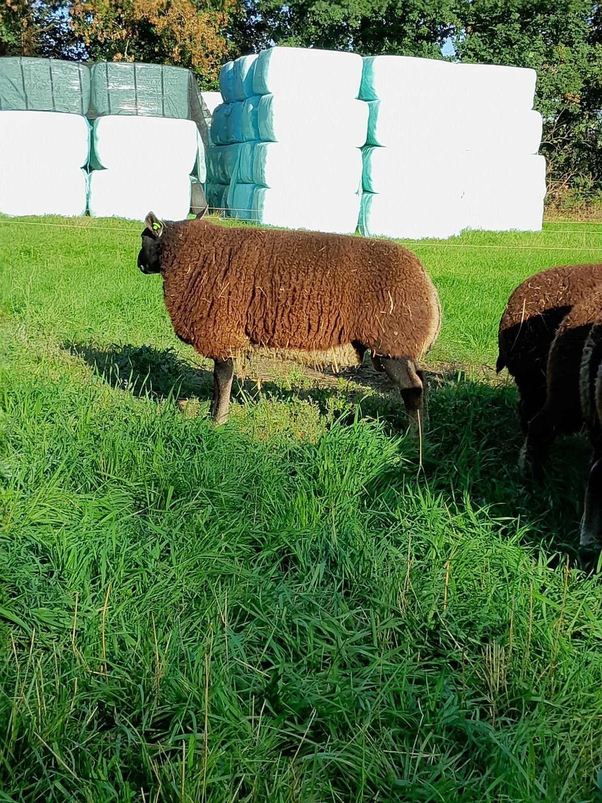 Dassenkop rammen, Mannelijk, Schaap, 0 tot 2 jaar