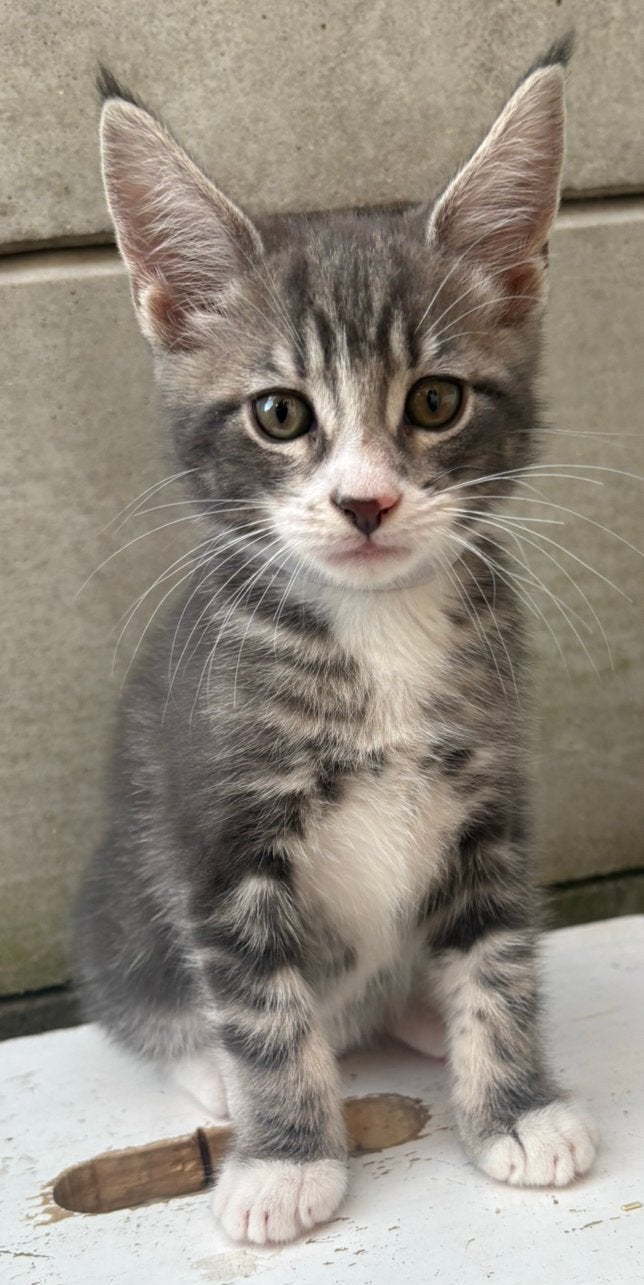 Maine coon Kitten Zoeken Een GOUD Mandje!, Dieren en Toebehoren, Katten en Kittens | Raskatten | Langhaar, Meerdere dieren, Gechipt