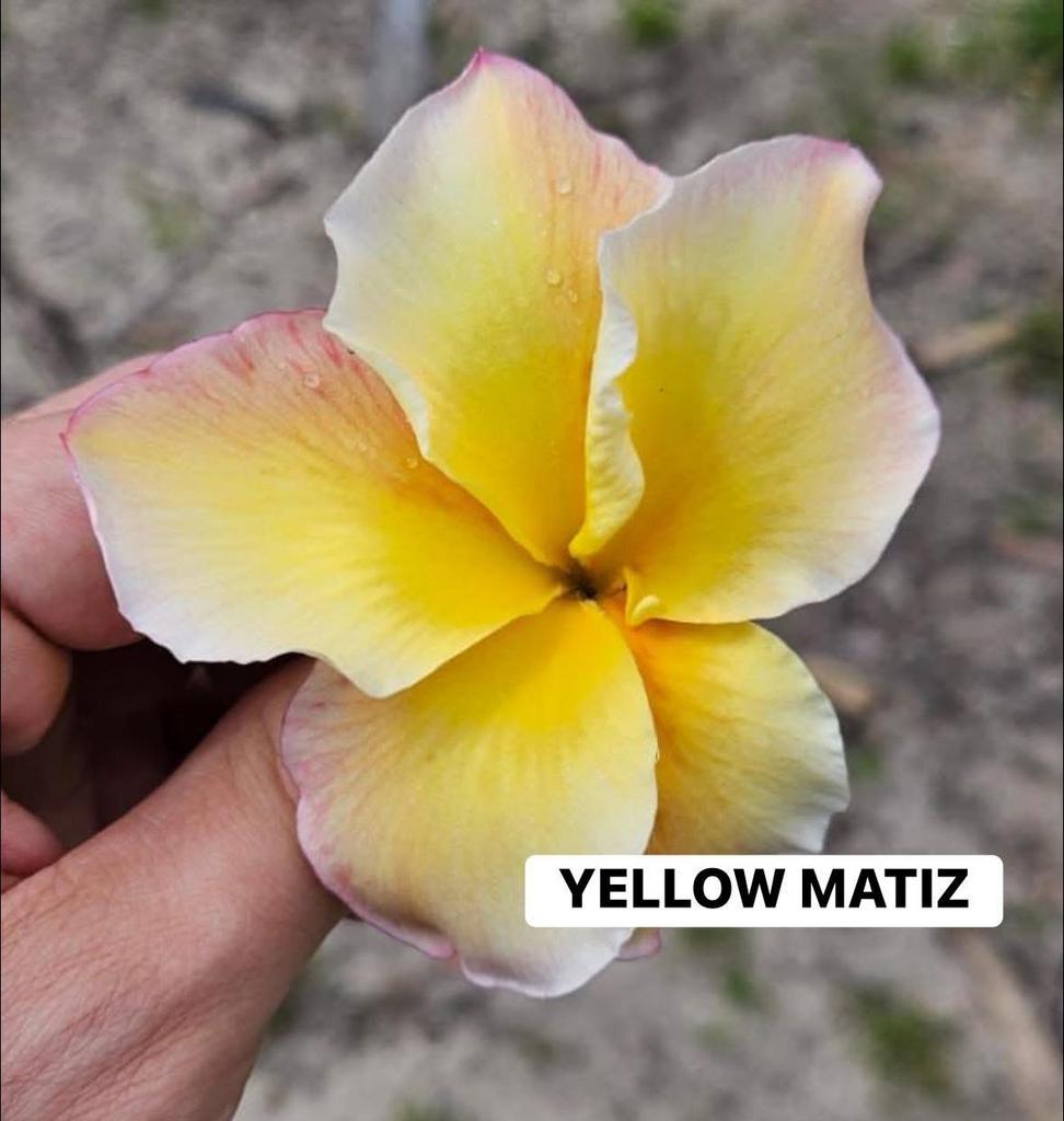 Plumeria ‘Yellow Matiz’ INCL. bloemknop (slechts) 1 & 2 mei, Huis en Inrichting, Ophalen, Minder dan 100 cm