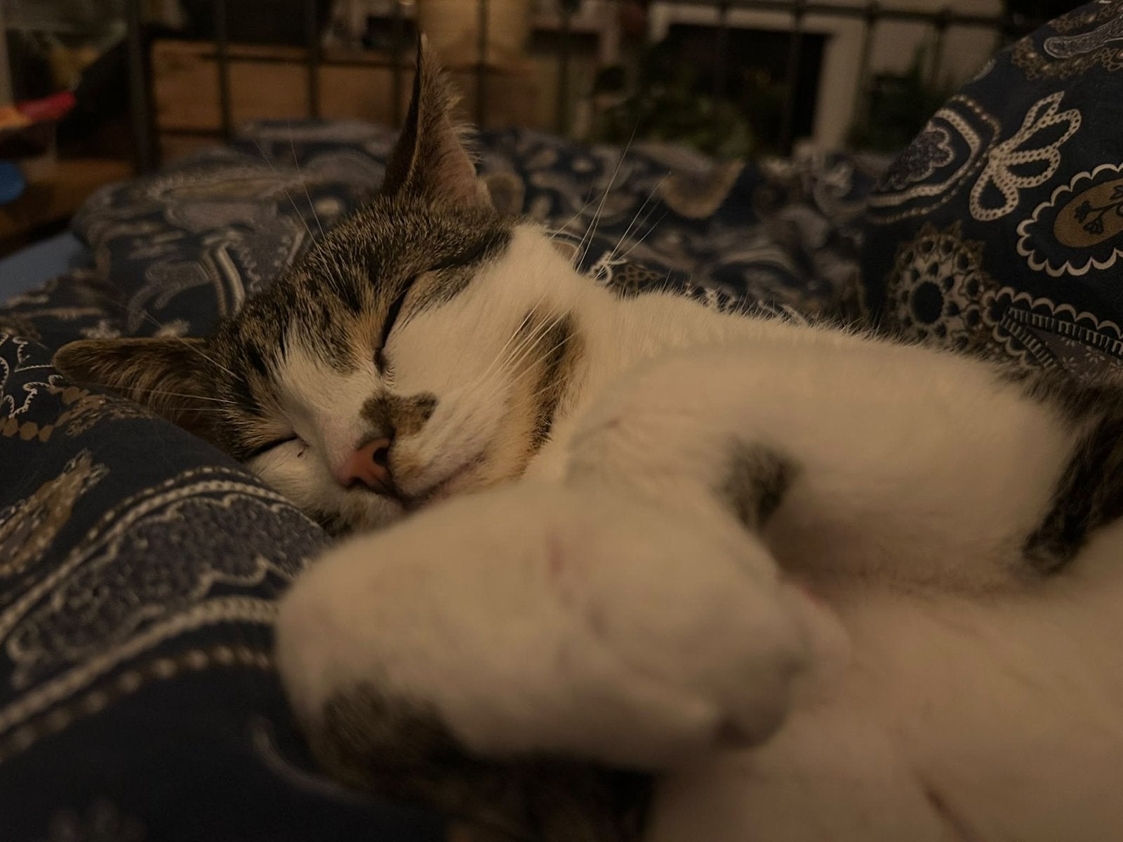 Lieve poes te koop, Dieren en Toebehoren, Poes, Kortharig, 3 tot 5 jaar