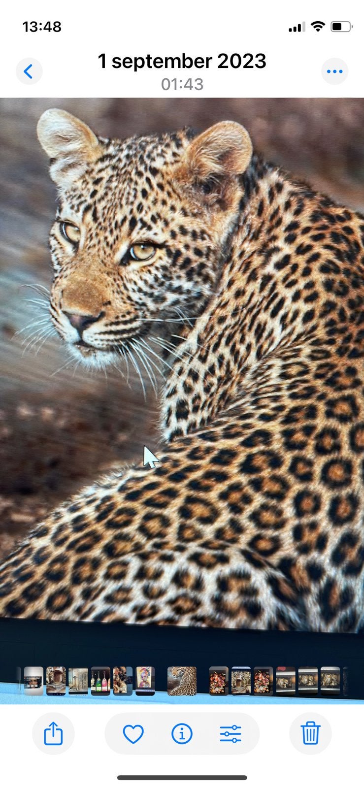 Panter glasschilderij, Ophalen, Nieuw, Dier