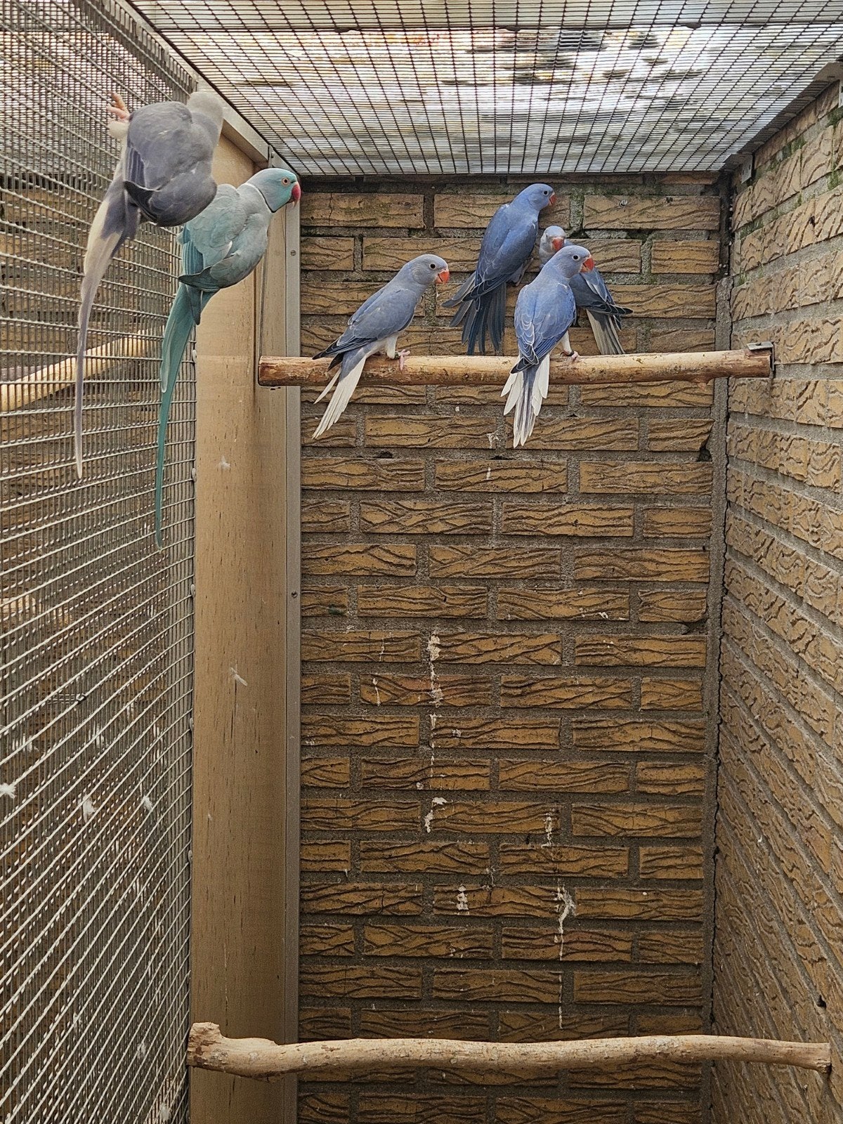 Jonge violet bleekstaart halsbanden, Dieren en Toebehoren, Vogels | Parkieten en Papegaaien, Meerdere dieren, Parkiet, Tam