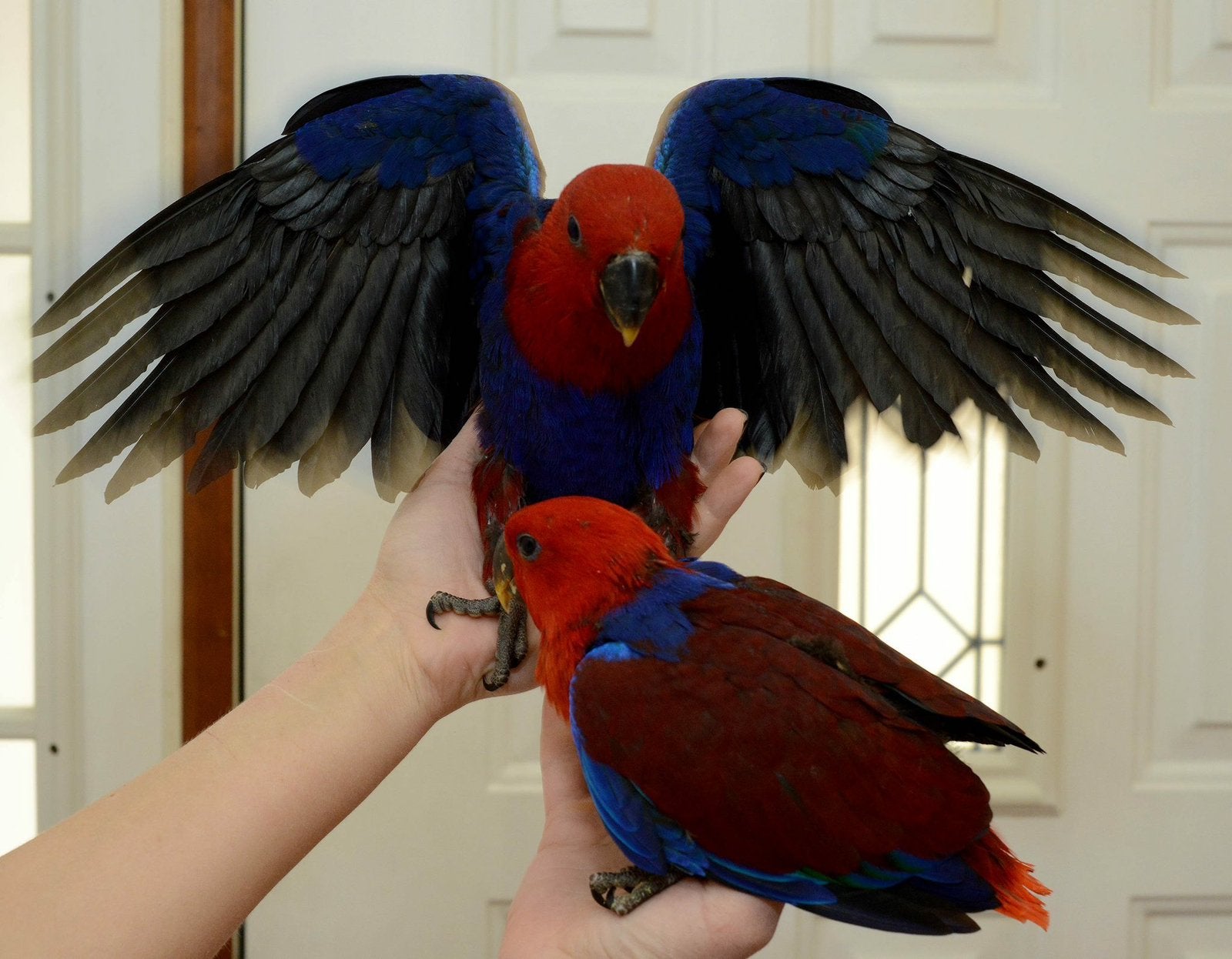 jonge edel papegaaien in diverse kleuren