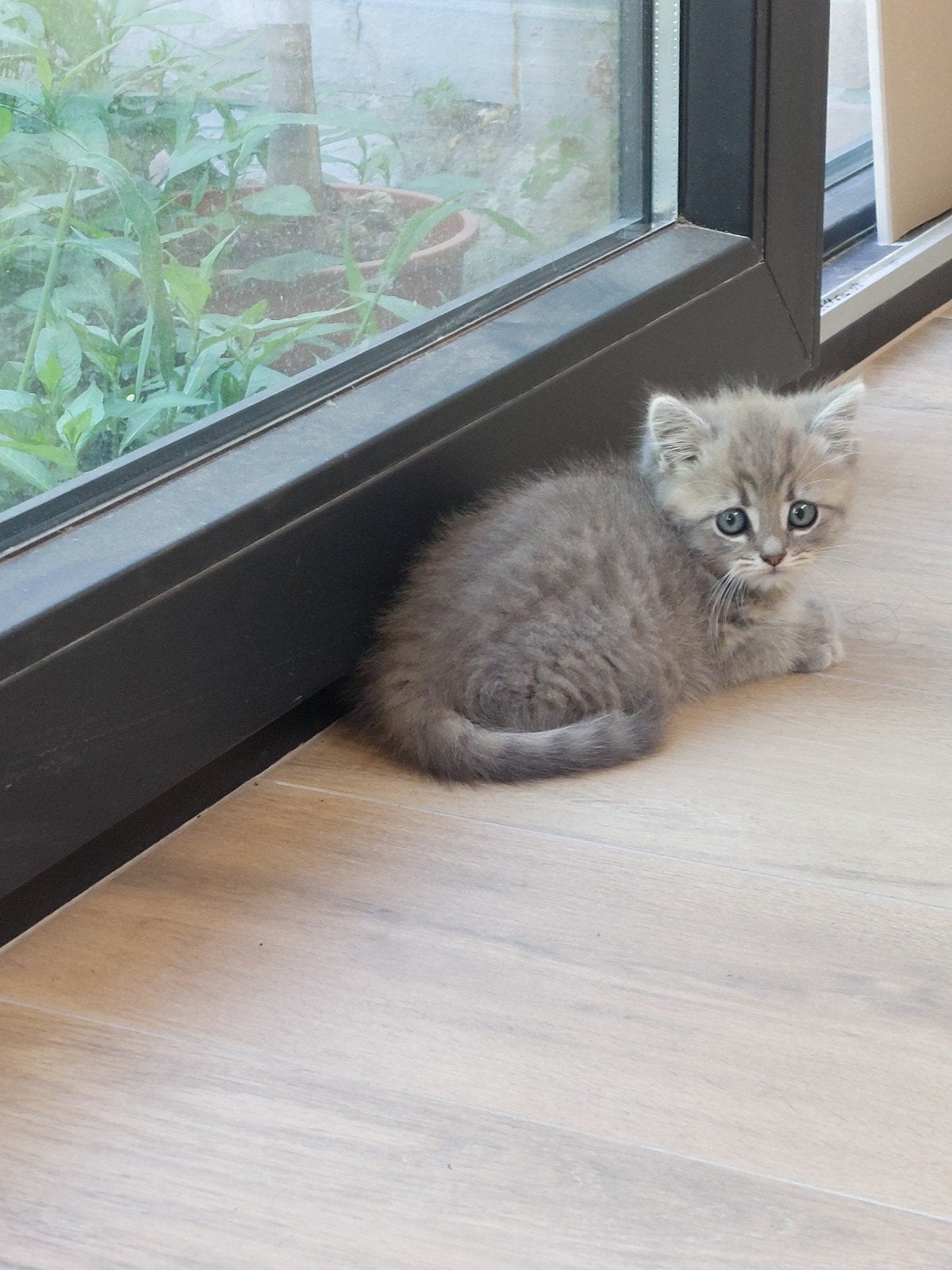 Britse langhaar kittens, Meerdere dieren, Ontwormd