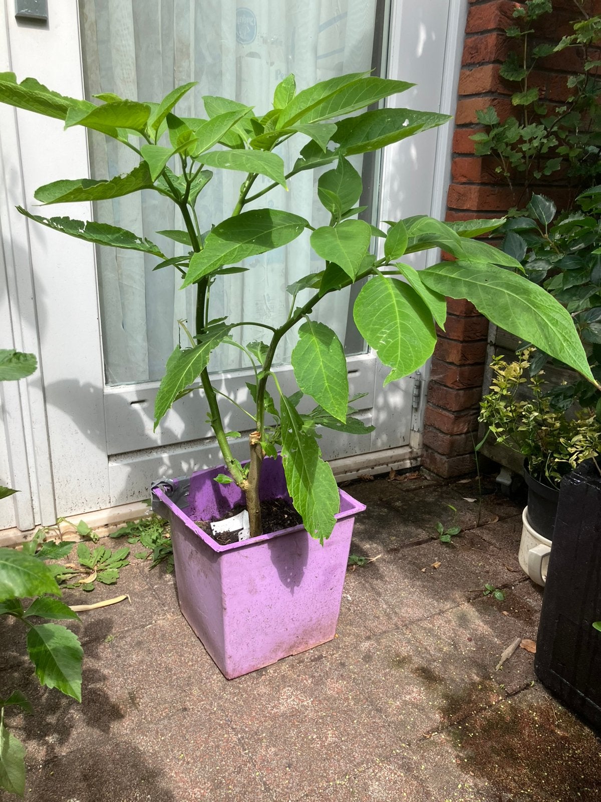 brugmansia Wit (kamerplant), Ophalen, Halfschaduw, Minder dan 100 cm