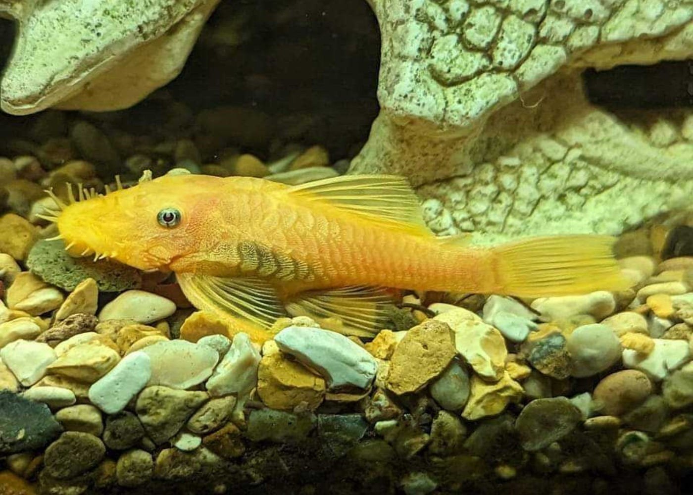 L144 blue eye lemon ancistrus, Dieren en Toebehoren, Vis