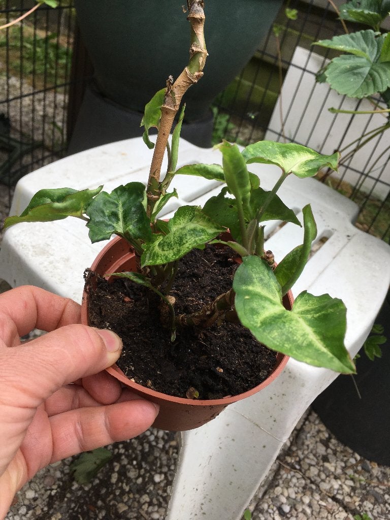 Goed gewortelde syngonium, Ophalen, Overige soorten, Halfschaduw, Minder dan 100 cm
