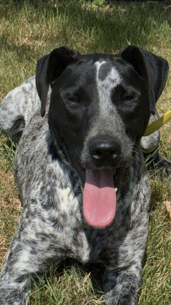 Mooie draadhaar kruising, Parvo, Reu, 1 tot 2 jaar, Eén hond
