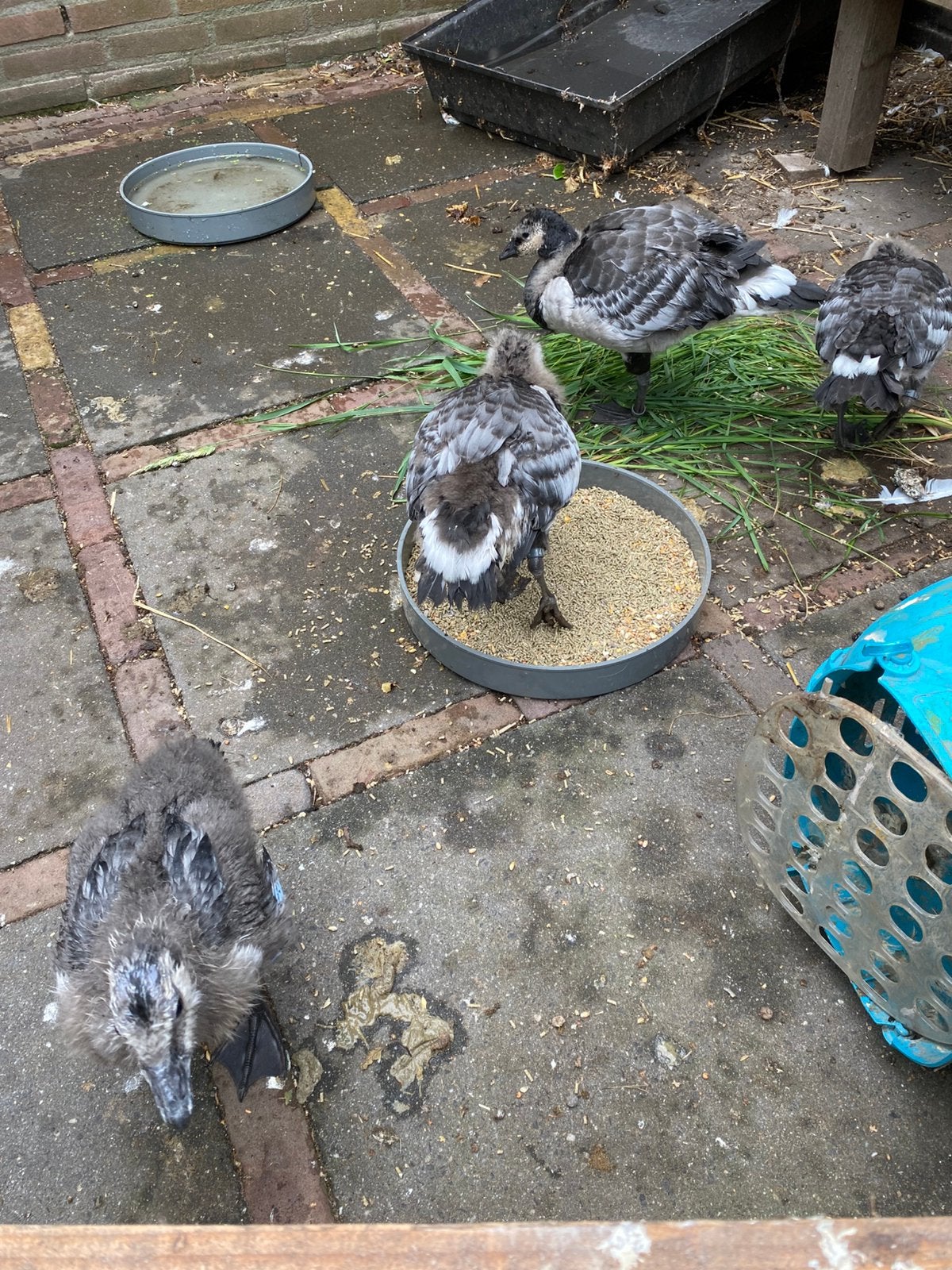 Brandgans kuikens tekoop, Dieren en Toebehoren, Geslacht onbekend, Gans of Zwaan