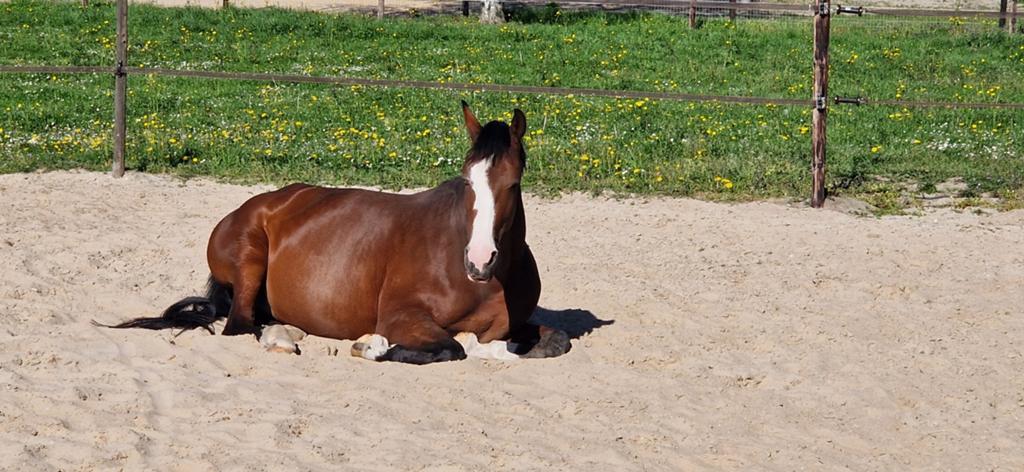 Kleinschalige stalling / weidegang gezocht!, Weidegang, 1 paard of pony