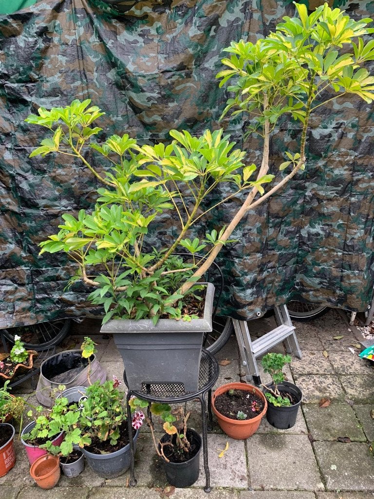 Kamerplant, Huis en Inrichting, Ophalen, Overige soorten, Halfschaduw, In pot