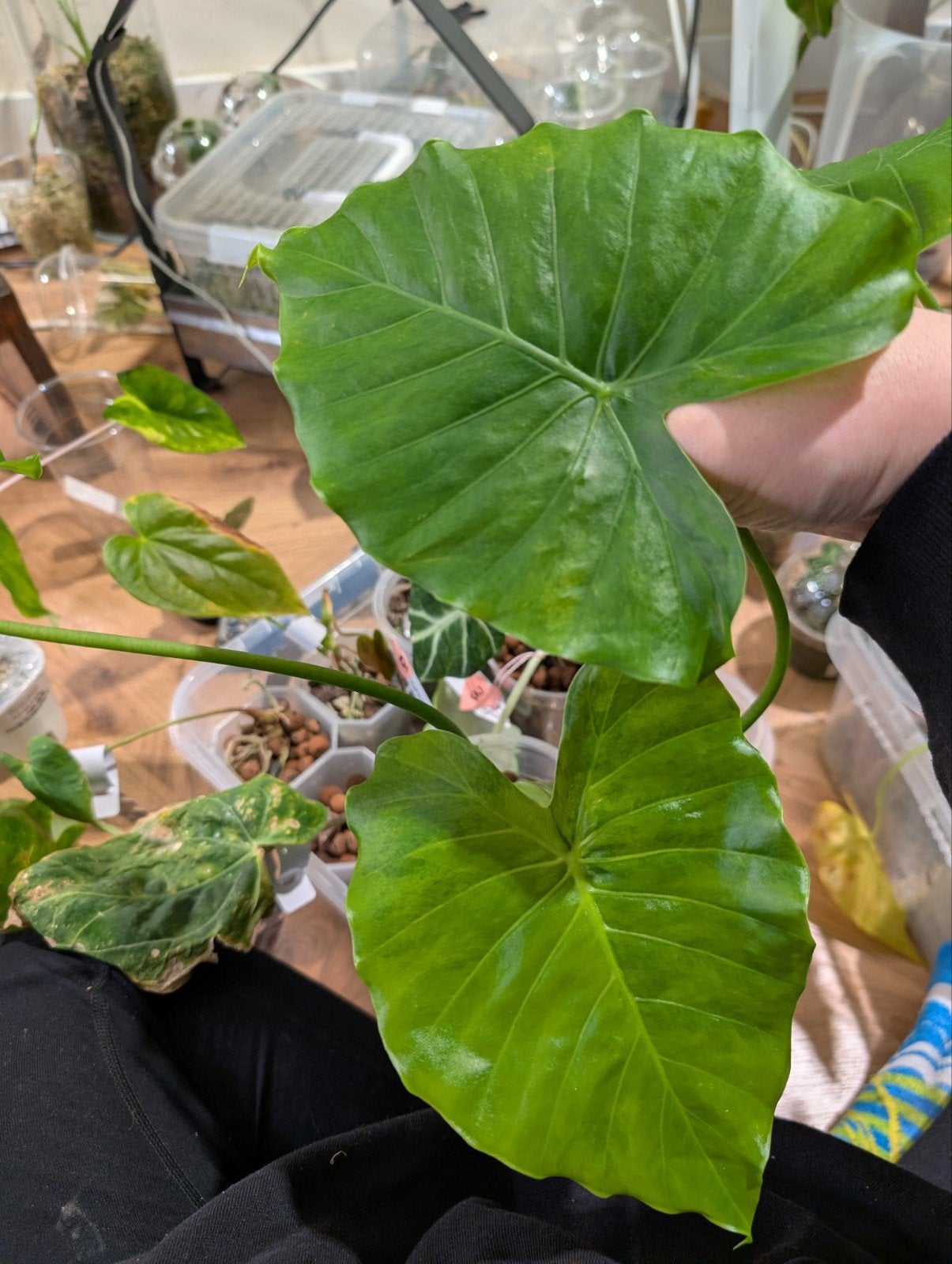 alocasia gageana/odora californa albo, Huis en Inrichting, Ophalen of Verzenden