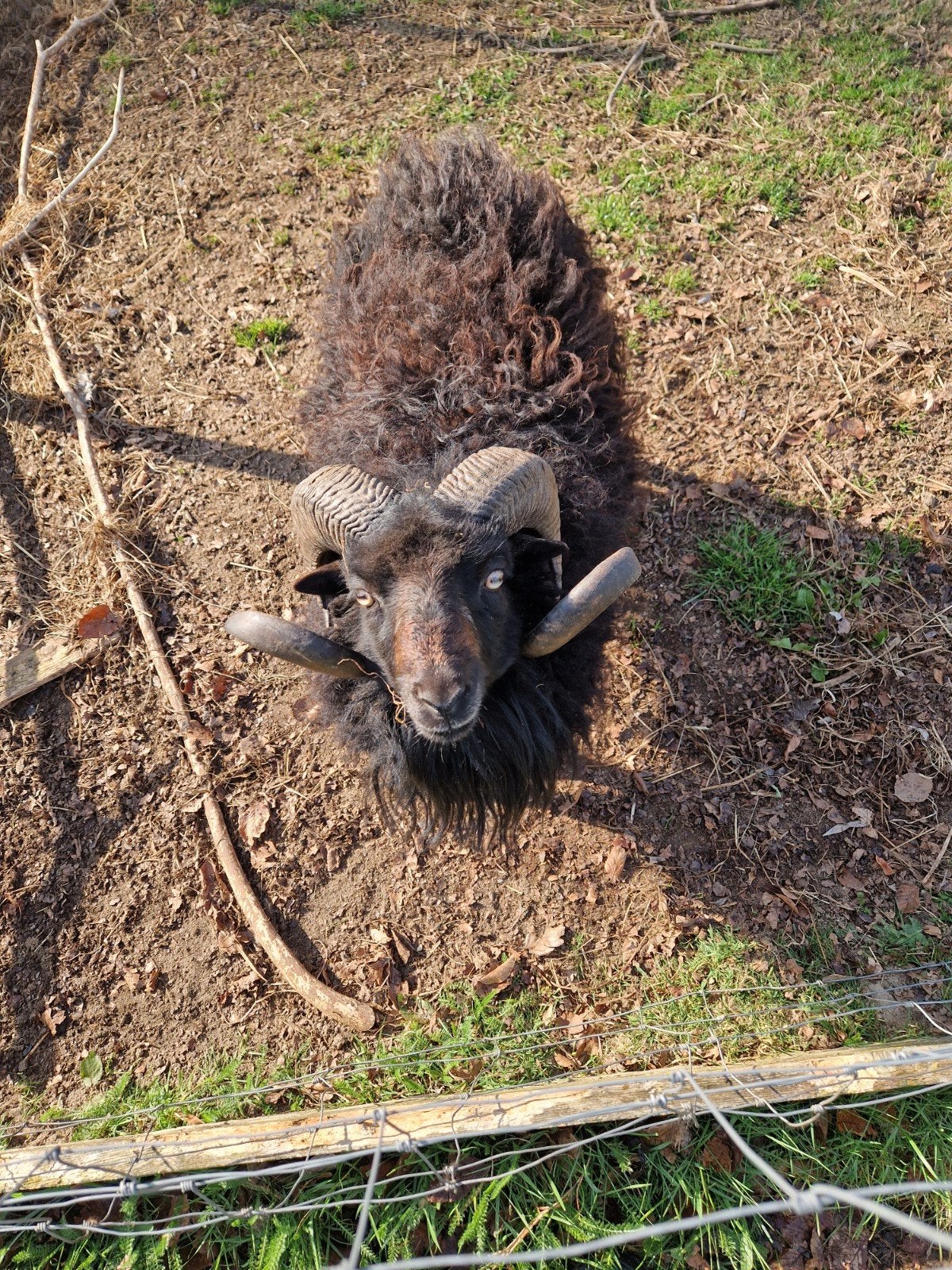 Ouessant ram Donar, Mannelijk, Schaap, 3 tot 5 jaar