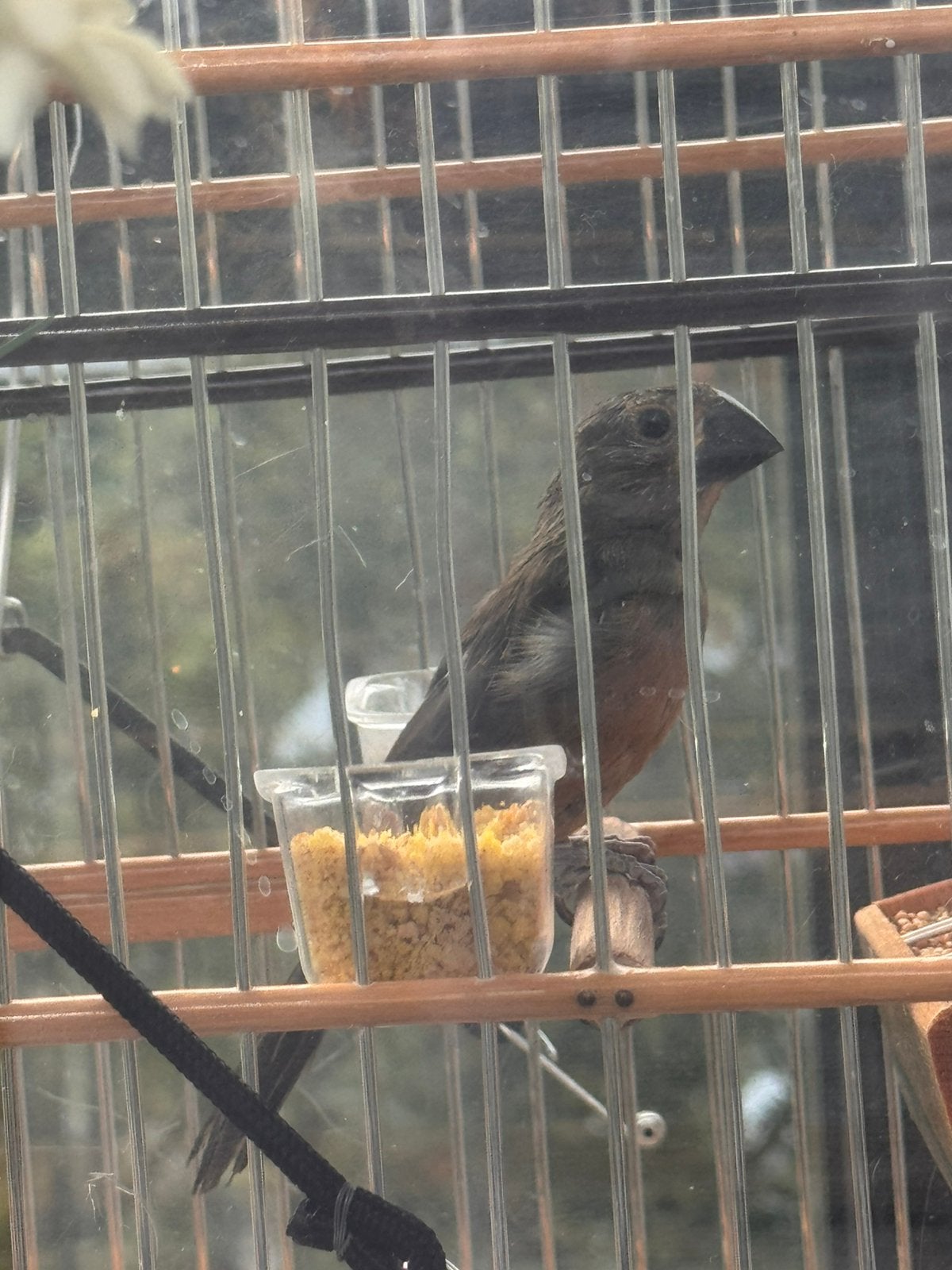 Twatwa, Dieren en Toebehoren, Vogels | Overige Vogels, Mannelijk, Geringd