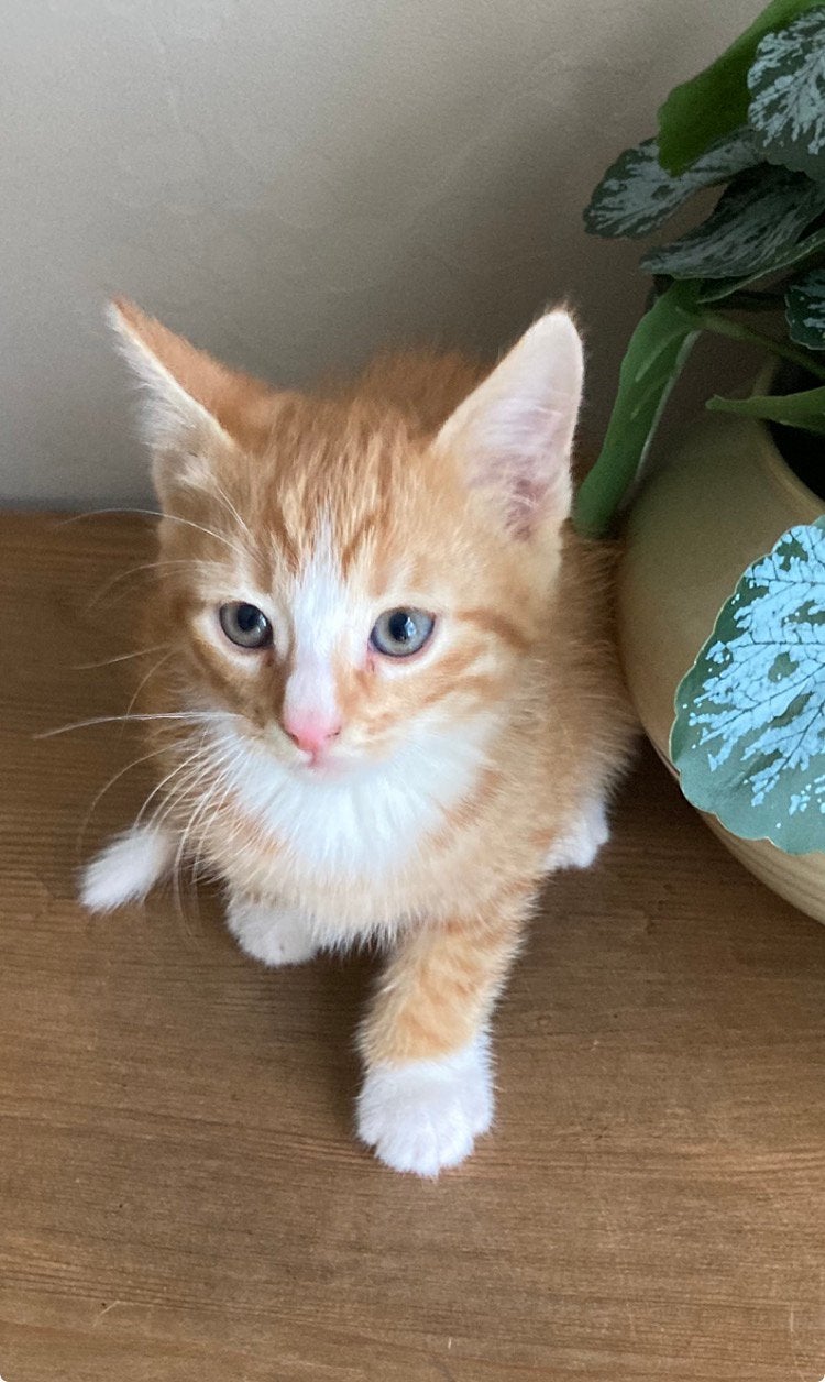 Kitten katertje, Kater